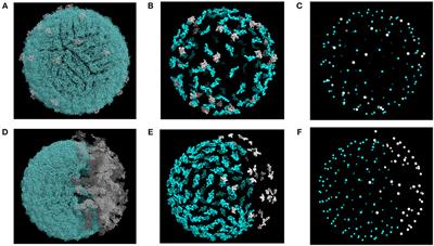 Molecular Simulations Reveal the Role of Antibody Fine Specificity and Viral Maturation State on Antibody-Dependent Enhancement of Infection in Dengue Virus